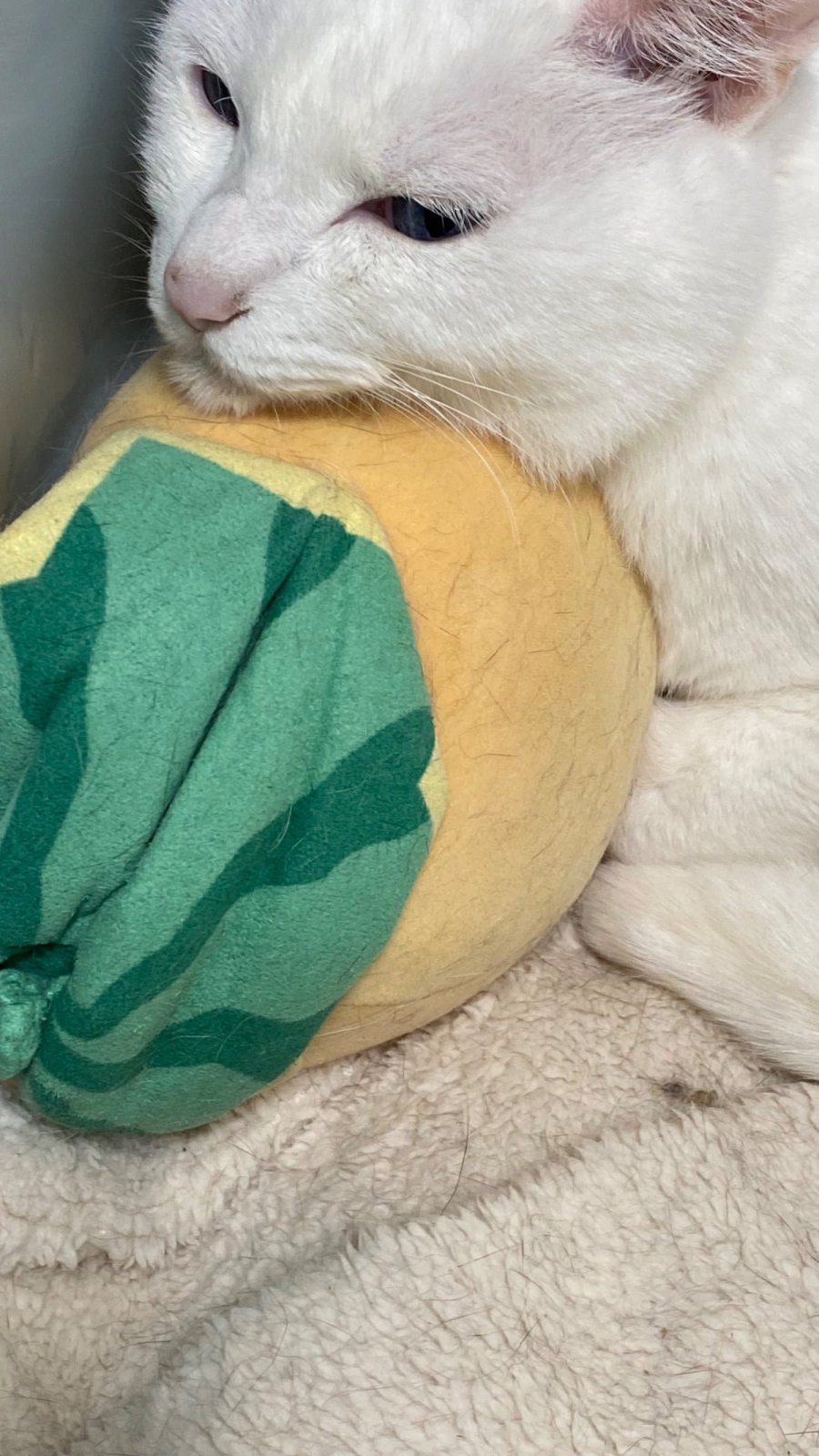 ǰϱ 
