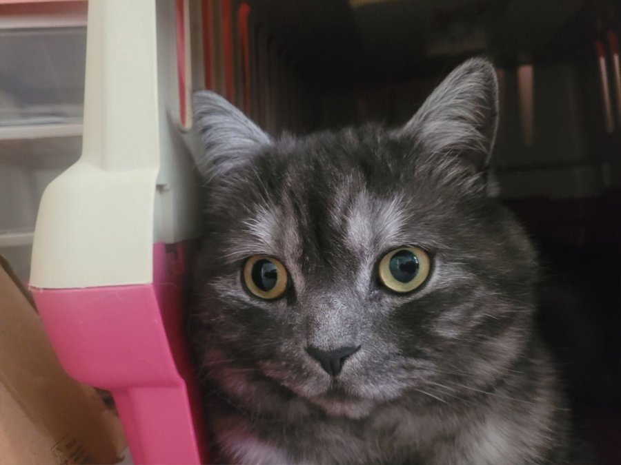 츮 