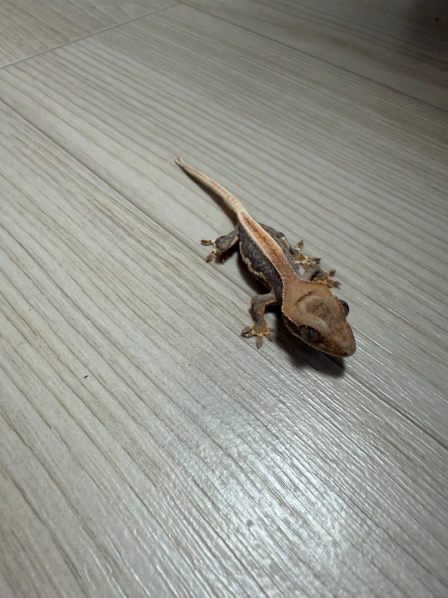 ȭƮ