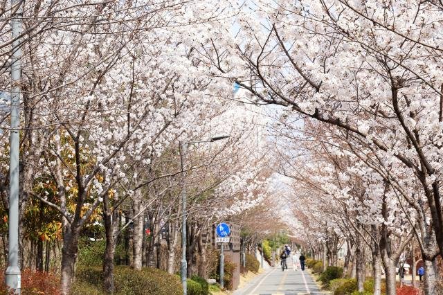 포근한 날씨를 보인 24일 경북 포항시 남구 대이동 철길숲에 벚꽃이 활짝 핀 가운데 시민들이 산책하고 있다 사진연합뉴스
