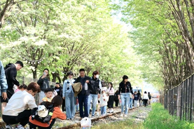 2025 전주 이팝나무 축제 개막식이 26일 열린 가운데 시민들이 전주시 팔복동 이팝나무 철길에서 즐거운 시간을 보내고 있다사진전주시