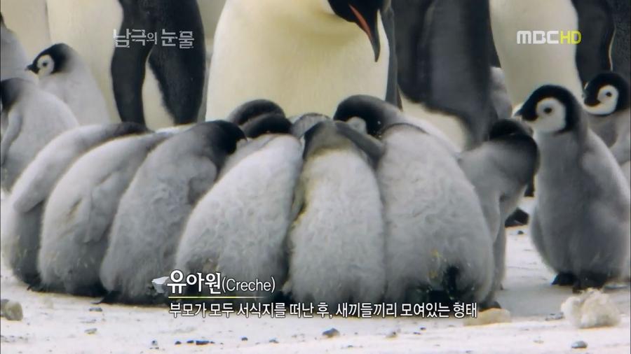 남극의 눈물 [펭귄편] 너무 귀엽네요. - 뽐뿌:자유게시판 남극의 눈물 [펭귄편] 너무 귀엽네요.