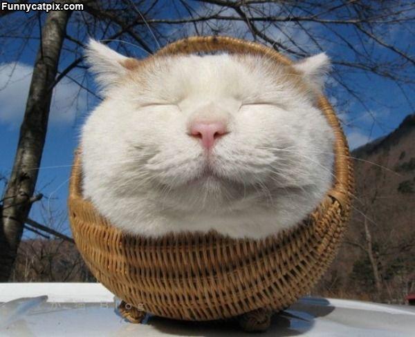 1333977531_1330350347_Basket_Of_Cat.jpg