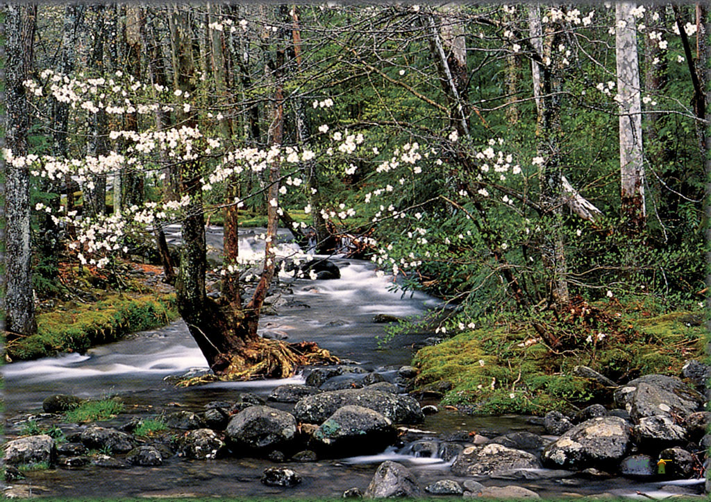 1334048892_dk_NG1_Little_Pigeon_River_Smokey_Mountains_Tn.jpg