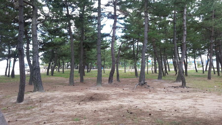 실시간 동해 원포리해변 솔밭입니다 - 뽐뿌:캠핑포럼 실시간 동해 원포리해변 솔밭입니다