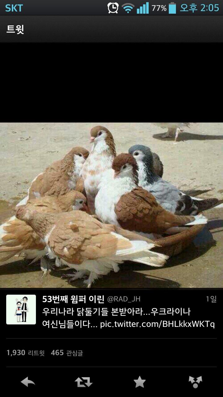 우크라이나 비둘기.jpg - 뽐뿌:유머/감동 우크라이나 비둘기.jpg