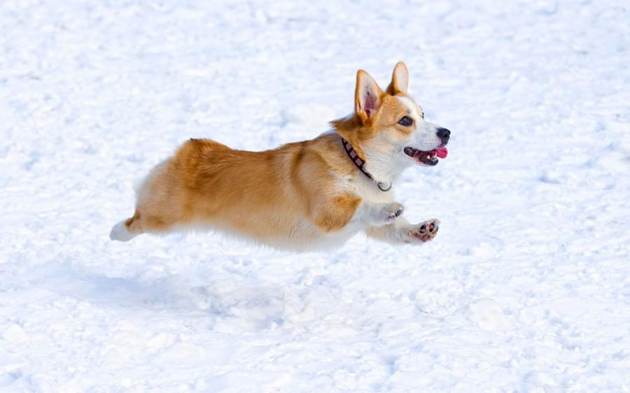 1433741796_corgi.jpg