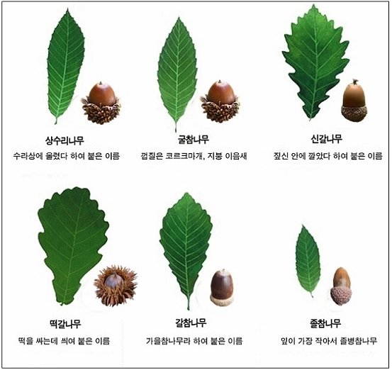 도토리 열매에 대해서 몰랐던 사실 - 뽐뿌:자유게시판 도토리 열매에 대해서 몰랐던 사실