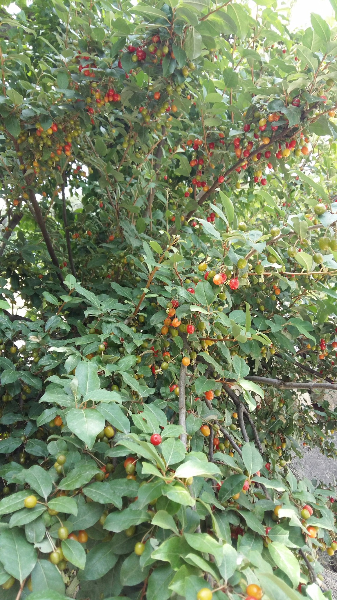 노가다 현장에서 찍은 포리똥? 보리수? - 뽐뿌:자유갤러리 노가다 현장에서 찍은 포리똥? 보리수?