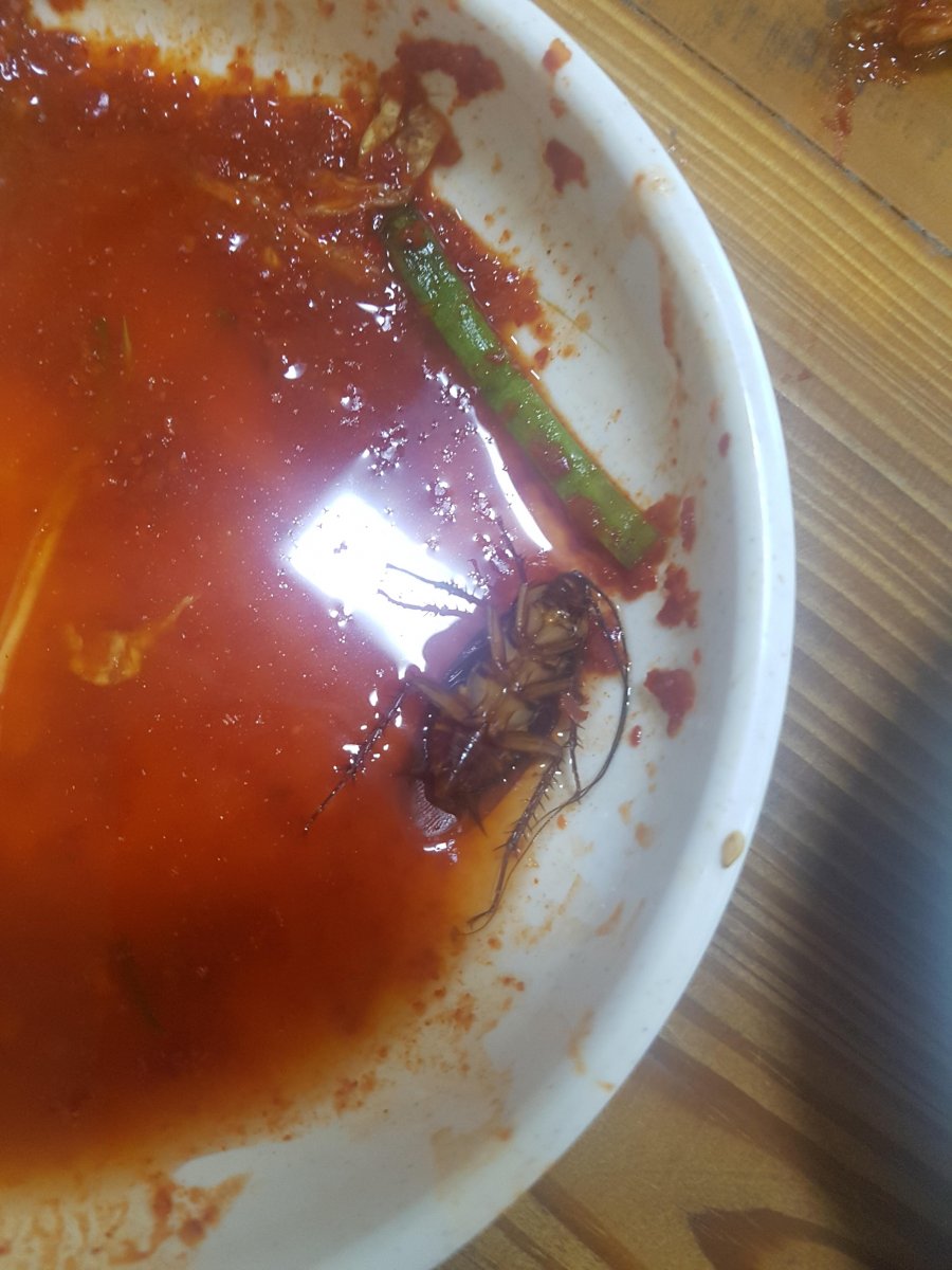 [사진매우혐오]꼬리곰탕가게 김치에서 바퀴벌레가 나왔습니다 - 뽐뿌:질문/요청 [사진매우혐오]꼬리곰탕가게 김치에서 바퀴벌레가 나왔습니다
