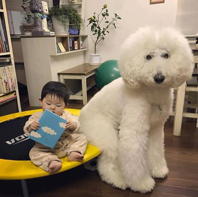 스탠다드 푸들 보고 깜짝 놀랐어요 ㄷㄷ - 뽐뿌:자유게시판 스탠다드 푸들 보고 깜짝 놀랐어요 ㄷㄷ