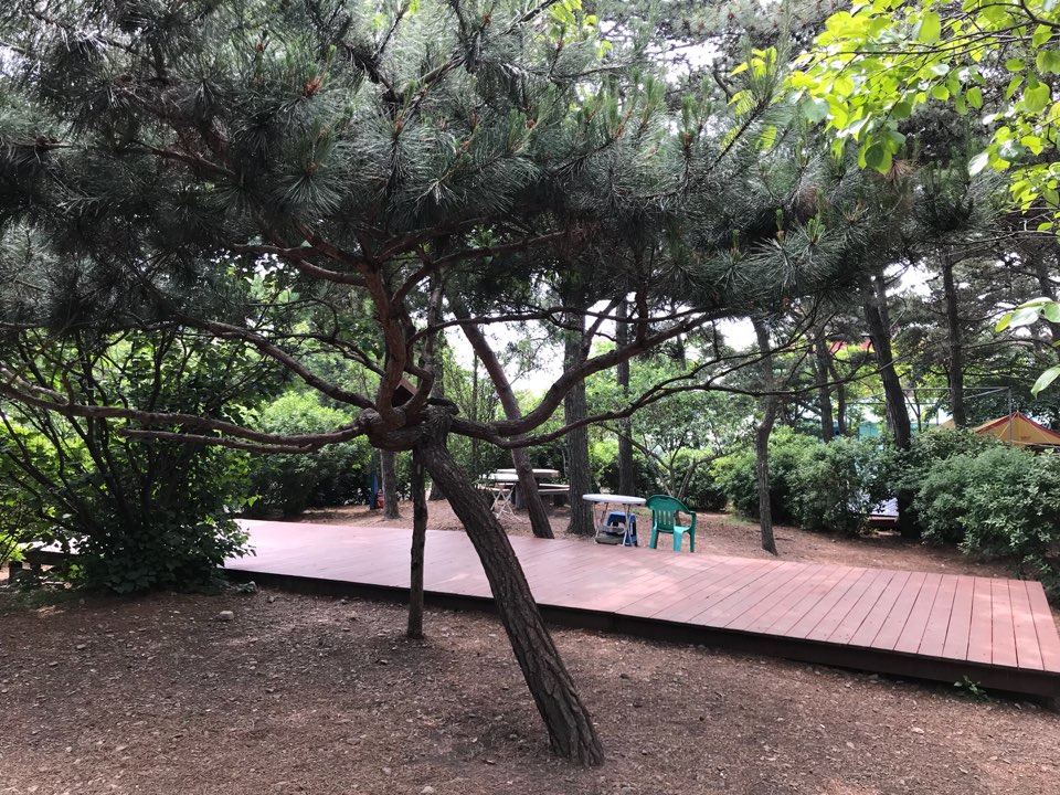 6/8~6/10 대부도 해솔길 캠핑장 후기입니다 - 뽐뿌:캠핑포럼 6/8~6/10 대부도 해솔길 캠핑장 후기입니다