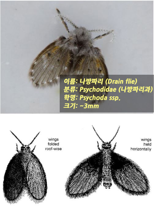 화장실 날벌레 나방파리 해충, 애벌레, 날파리 박멸하는 방법모음.... - 뽐뿌:이것저것공유