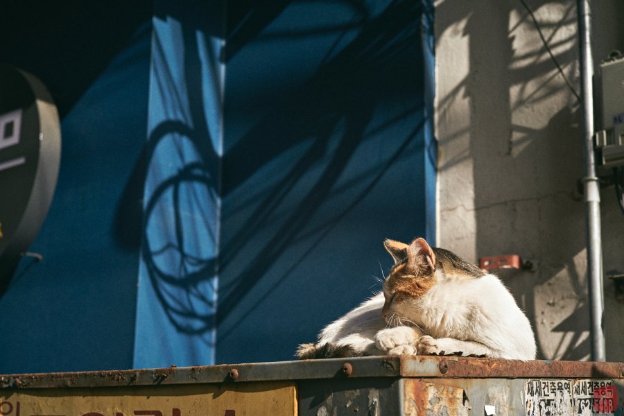 Back Street Cats