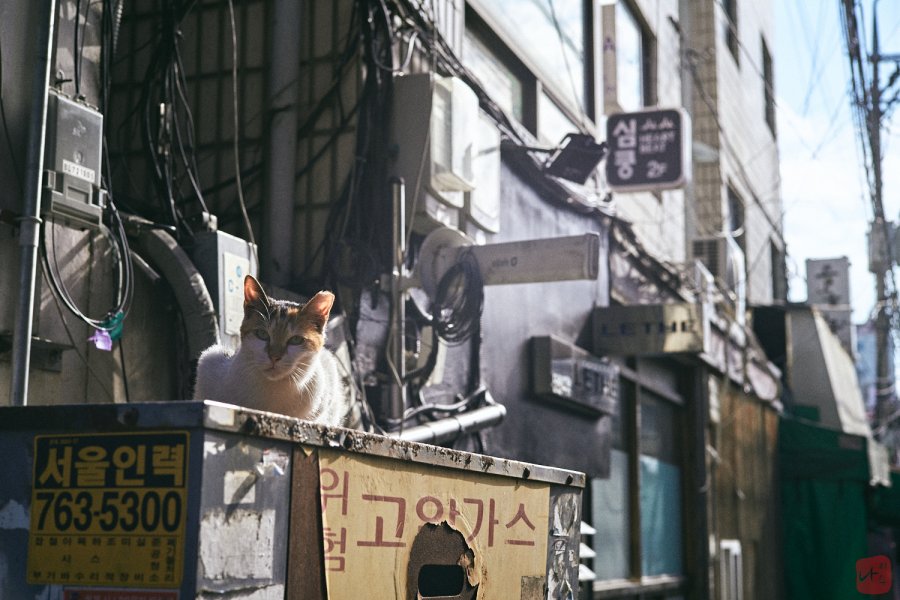 Back Street Cats