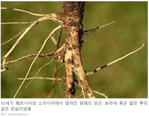 우리가 먹는 과일 야채의 원래 모습 - 뽐뿌:자유게시판 우리가 먹는 과일 야채의 원래 모습