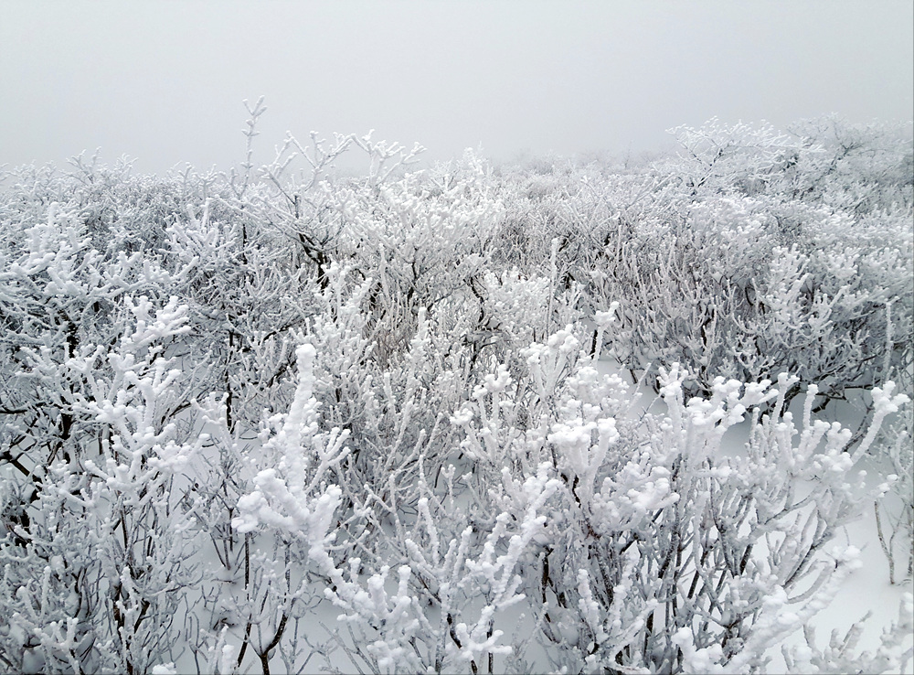 2020.01.28(화) 역시 명불허전이었던 선자령 눈꽃산행(사진 많음) - 뽐뿌:등산포럼 2020.01.28(화) 역시 명불허전이었던 선자령 눈꽃산행... 