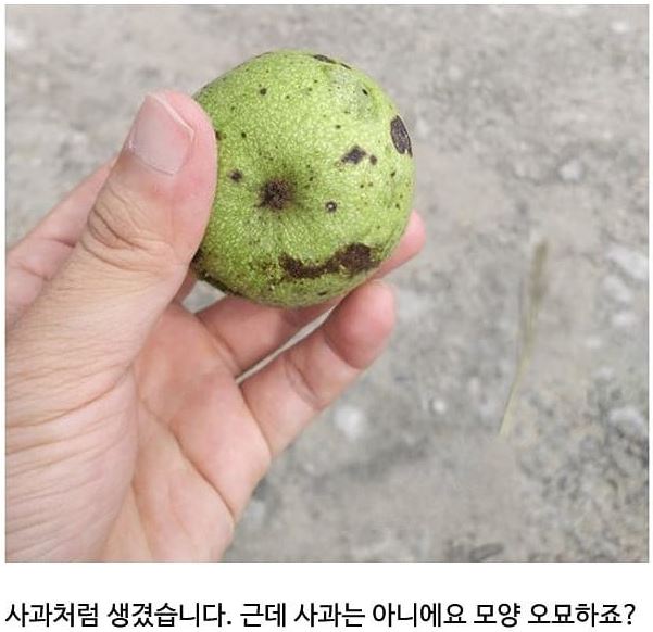 대한민국 사람 90%가 모르는 과일 - 뽐뿌:자유게시판 대한민국 사람 90%가 모르는 과일
