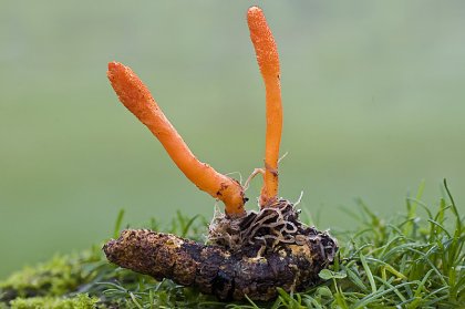 2008-12-14_Cordyceps_militaris_3107128906.jpg