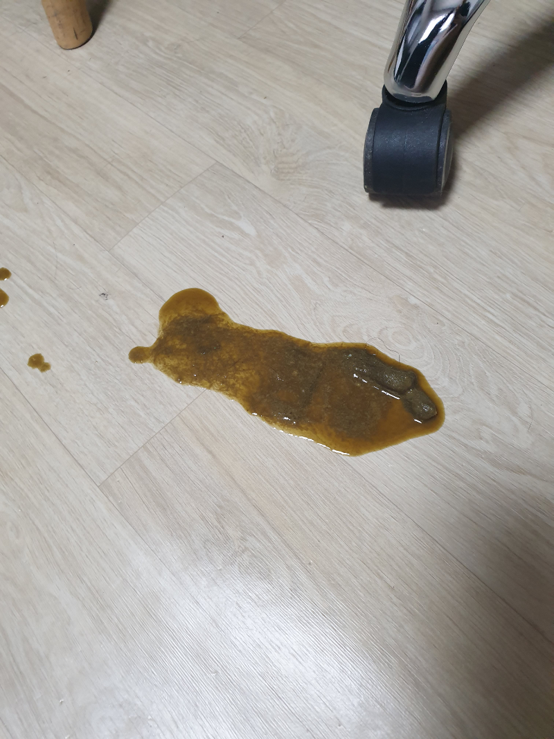 약혐)고양이 너무 잦은 토 - 뽐뿌:동식물포럼 약혐)고양이 너무 잦은 토