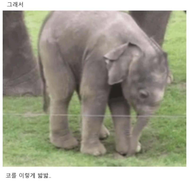 아기코끼리는 본인의 코의 존재를 인식 못한데 (귀욤주의) - 뽐뿌:유머/감동 아기코끼리는 본인의 코의 존재를 인식 못한데 (귀욤주의)