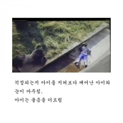 사고로 고릴라 우리에 떨어진 아이6.jpg