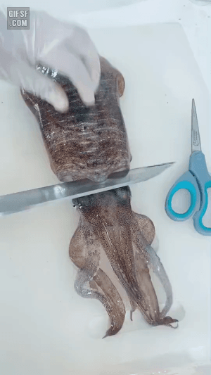 산오징어를 잘라보자.gif - 뽐뿌:유머/감동 산오징어를 잘라보자.gif