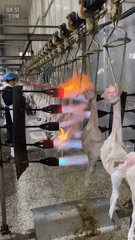 치킨 공장.jpg - 뽐뿌:유머/감동 치킨 공장.jpg