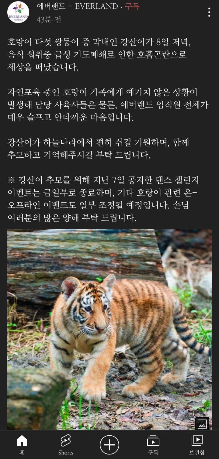 에버랜드 아기한국호랑이 5남매 중 막내 강산 사망 - 뽐뿌:자유게시판 에버랜드 아기한국호랑이 5남매 중 막내 강산 사망