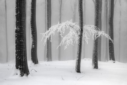 31443_Heiner_Machalett_Winter_Forest.jpeg