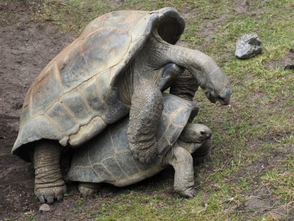 galapagos-tortoises-mating-shutterstock_198466217.jpg