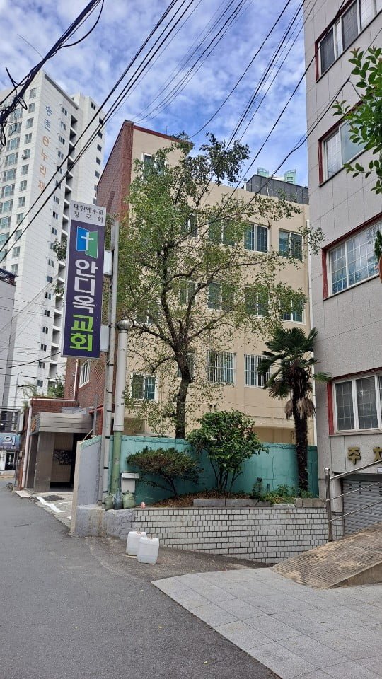 대추나무 - 뽐뿌:자유게시판 대추나무