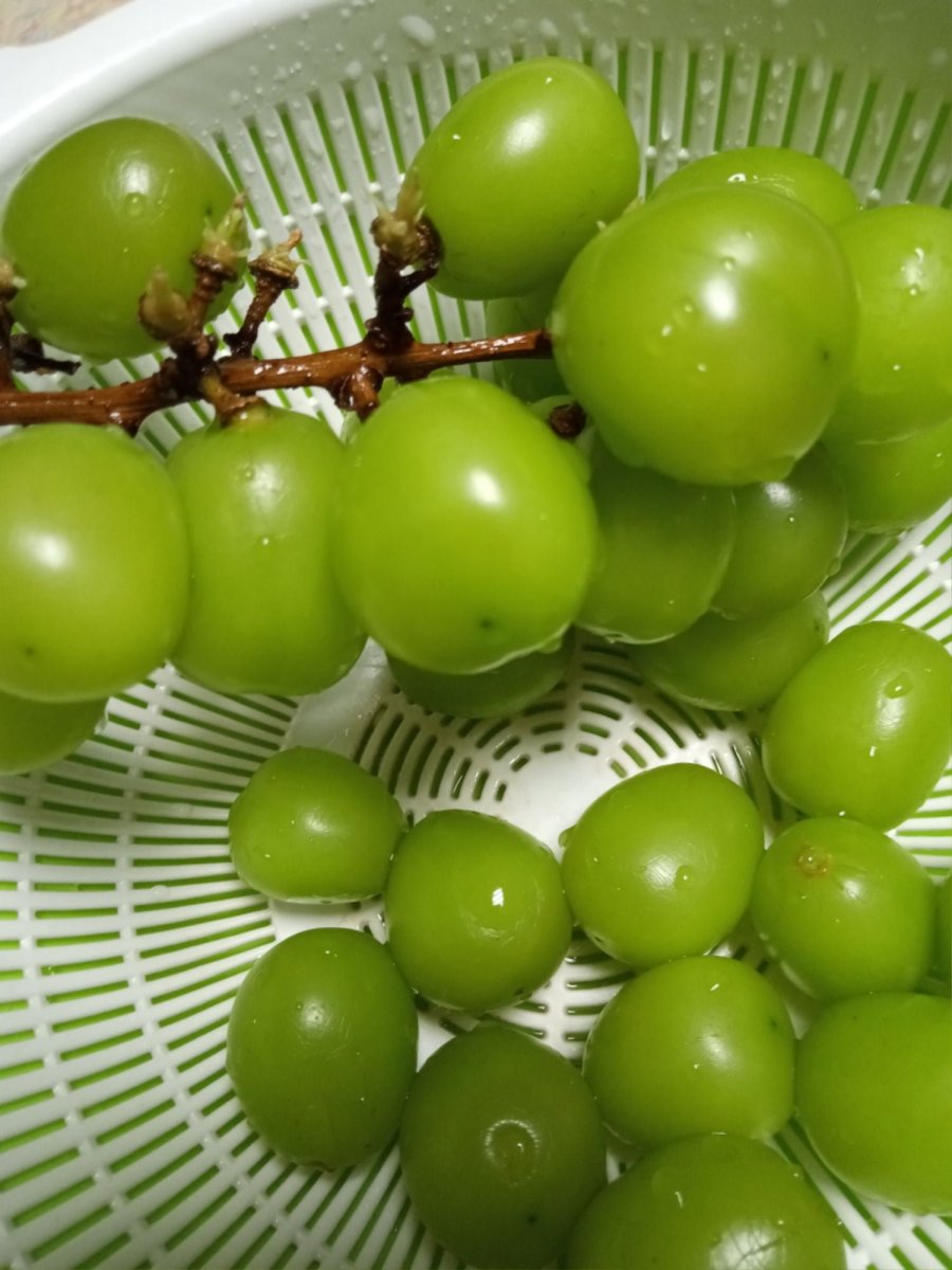 샤인머스켓 유통기한 기네요 - 뽐뿌:자유게시판 샤인머스켓 유통기한 기네요