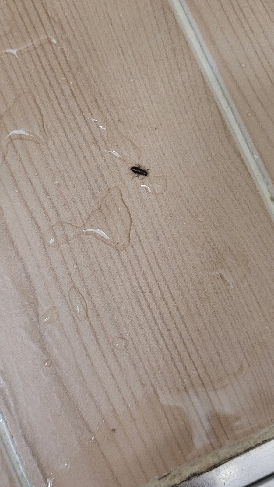 (사진주의) 화장실에서 나오는 이거 바퀴벌레 인가요? - 뽐뿌:자유게시판 (사진주의) 화장실에서 나오는 이거 바퀴벌레 인가요?