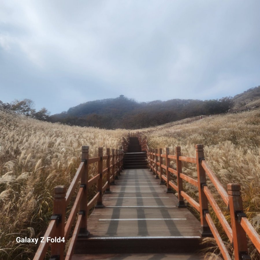 명성산 억세 산정호수 - 뽐뿌:자유갤러리 명성산 억세 산정호수