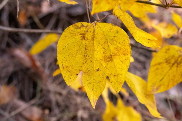 _DSC7699.jpg