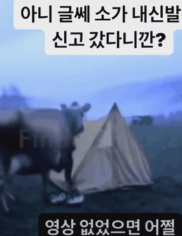 글쎄 소가 내 신발 신고 갔다니깐? - 뽐뿌:유머/감동 글쎄 소가 내 신발 신고 갔다니깐?