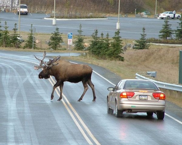 moose_and_car_trustanimal.jpeg