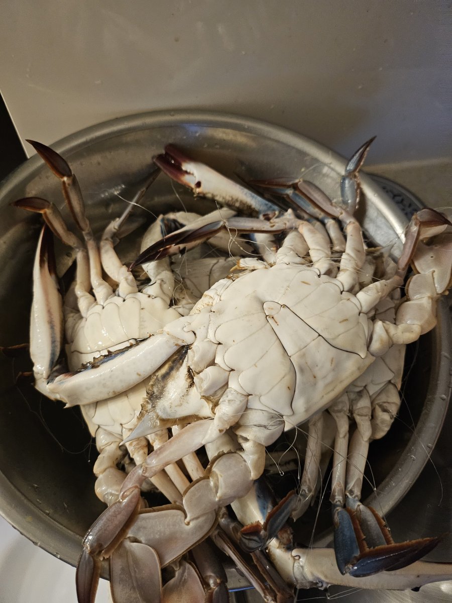 남도장터 꽃게 1kg - 뽐뿌:자유게시판 남도장터 꽃게 1kg
