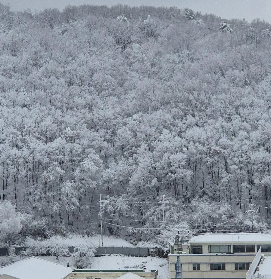 눈이 내린 서울의 모습을 찍은 사진 - 뽐뿌:자유게시판 눈이 내린 서울의 모습을 찍은 사진