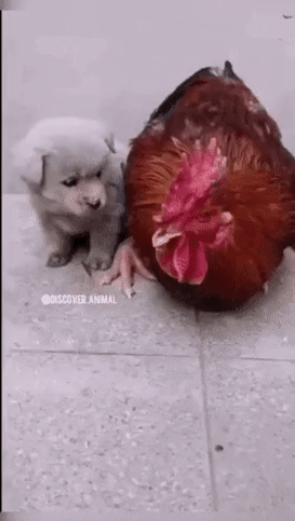강아지를 품어주는 닭.gif - 뽐뿌:유머/감동 강아지를 품어주는 닭.gif
