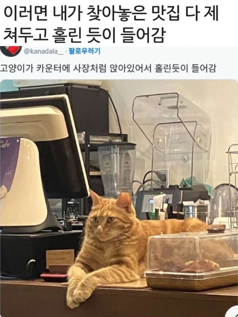 카운터 보는 고양이가 가게에 있다면 - 뽐뿌:유머/감동 카운터 보는 고양이가 가게에 있다면