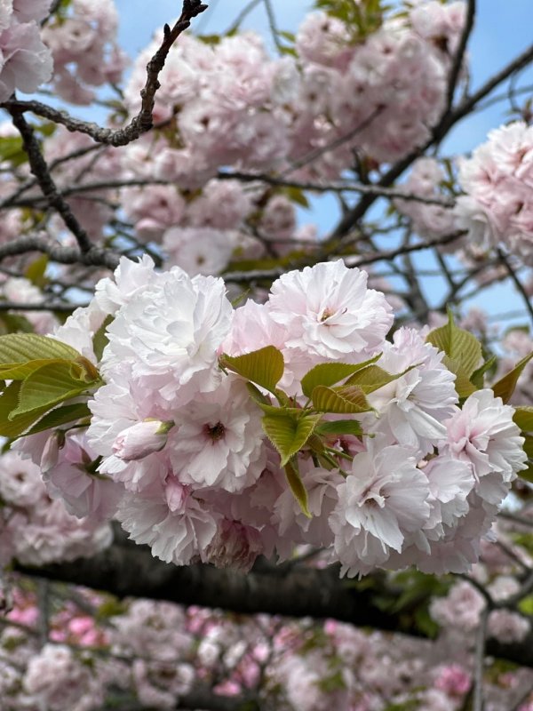이쁘네요