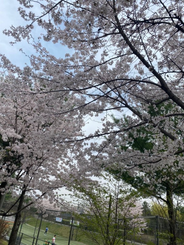 벚꽃구경