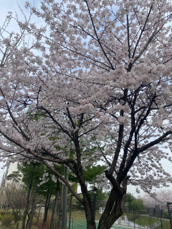 벚꽃구경