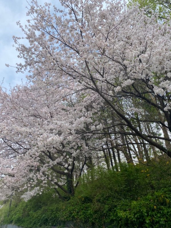 벚꽃구경