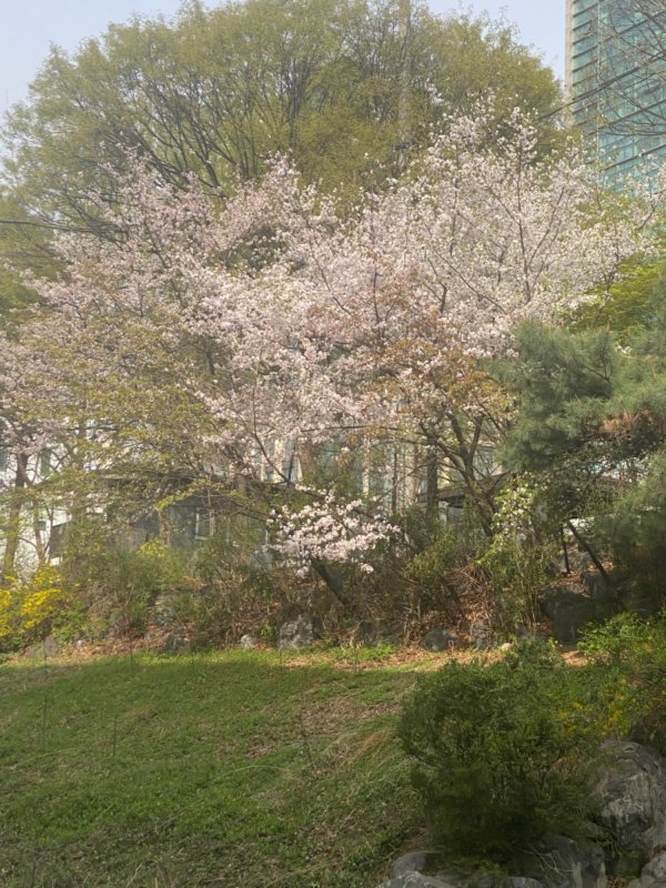 벚꽃구경