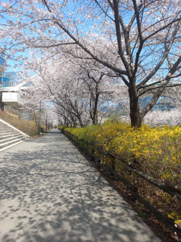 꽃놀이