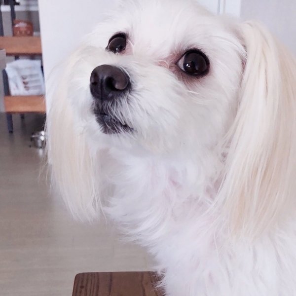 집 강아지 이미지로 만든 ai 생성 5초영상
