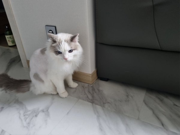 지인분이 키우는 라떼 입니다